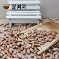 Price of Light Speckled Kidney Bean Long Sharp pulses